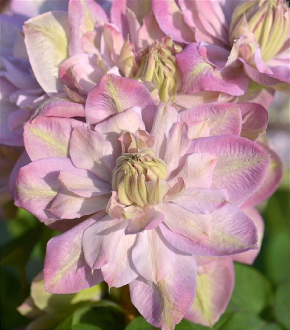 Clematis Orman Asması fidanı - innocent blush