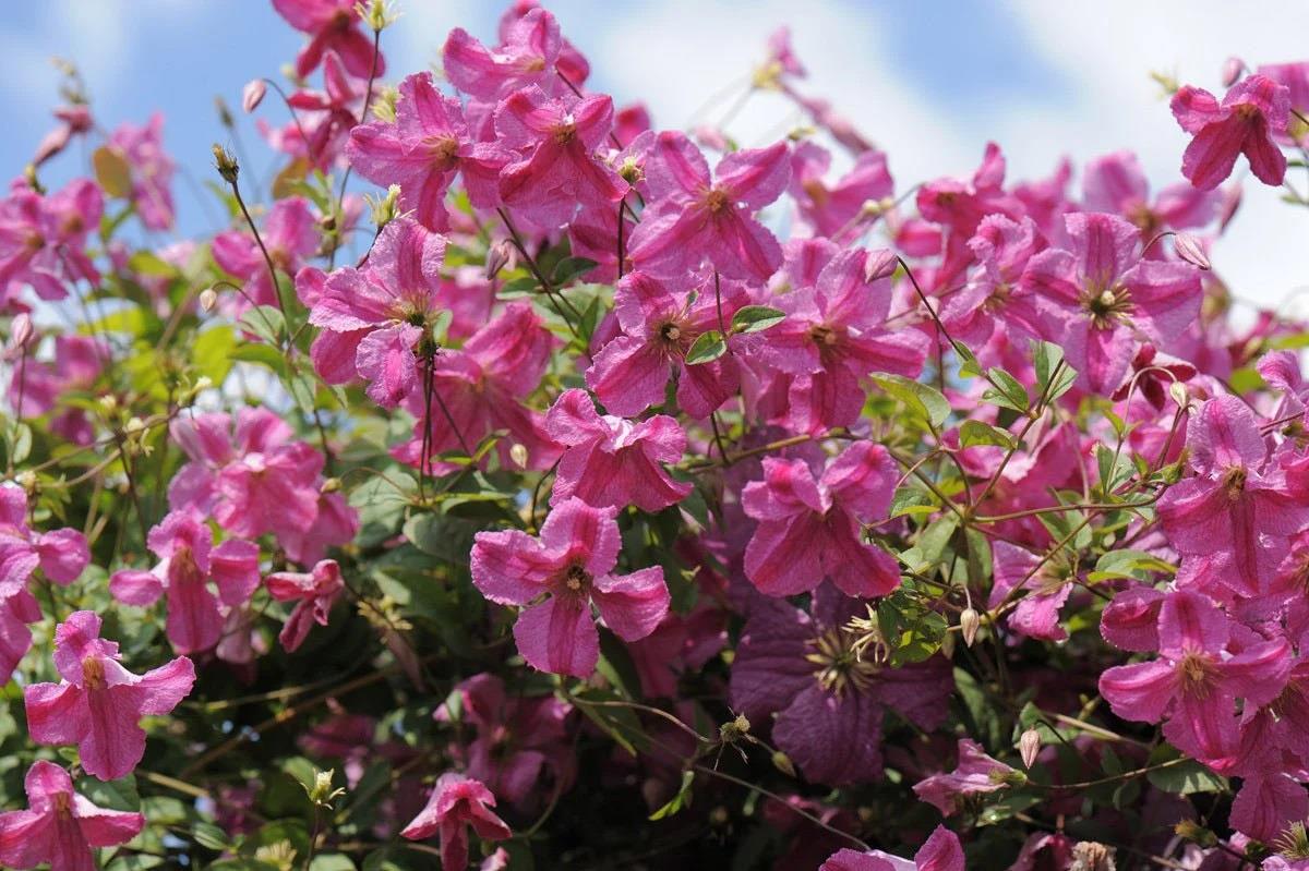 Clematis Orman Asması fidanı - Krakowiak