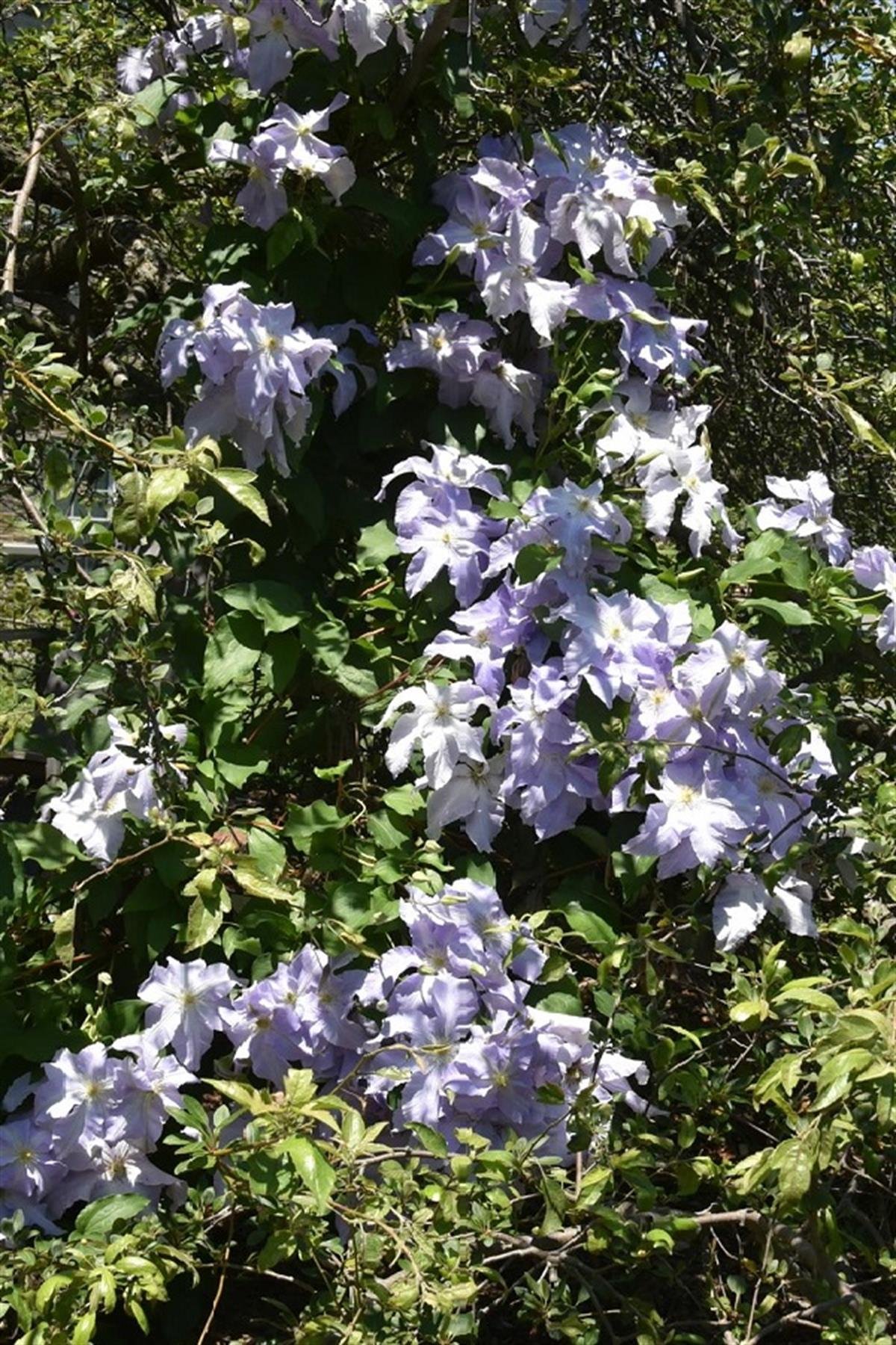Clematis Orman Asması fidanı - Lech Walesa