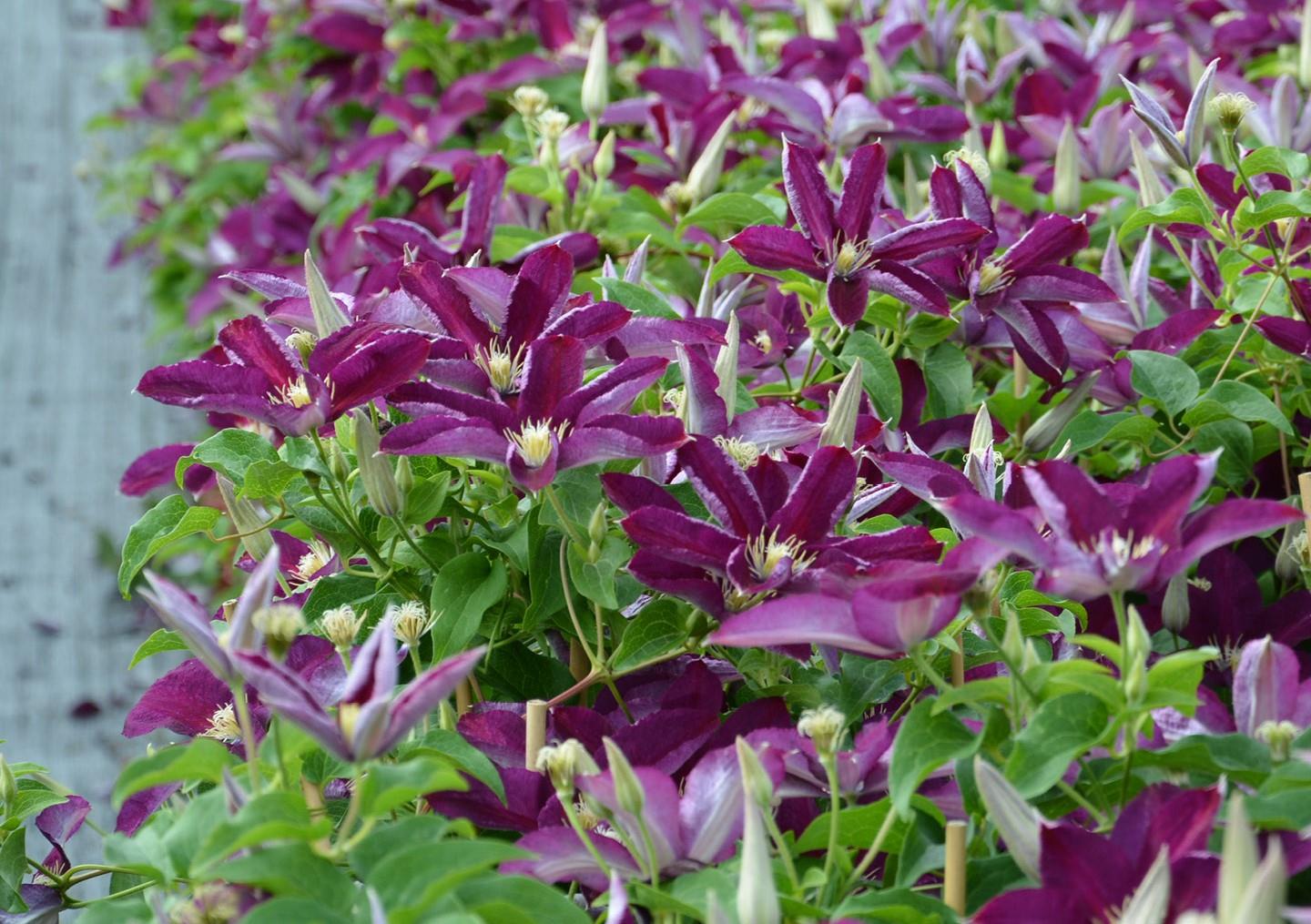 Clematis Orman Asması fidanı - Polonia Restituta