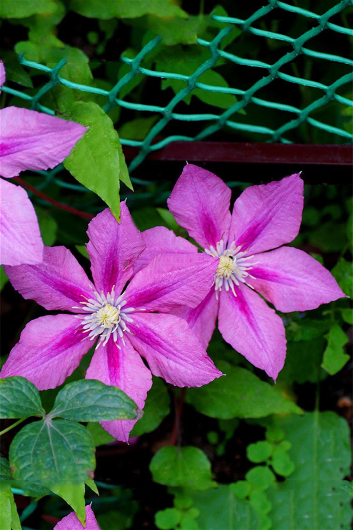 Clematis Orman Asması fidanı - Rosamunde