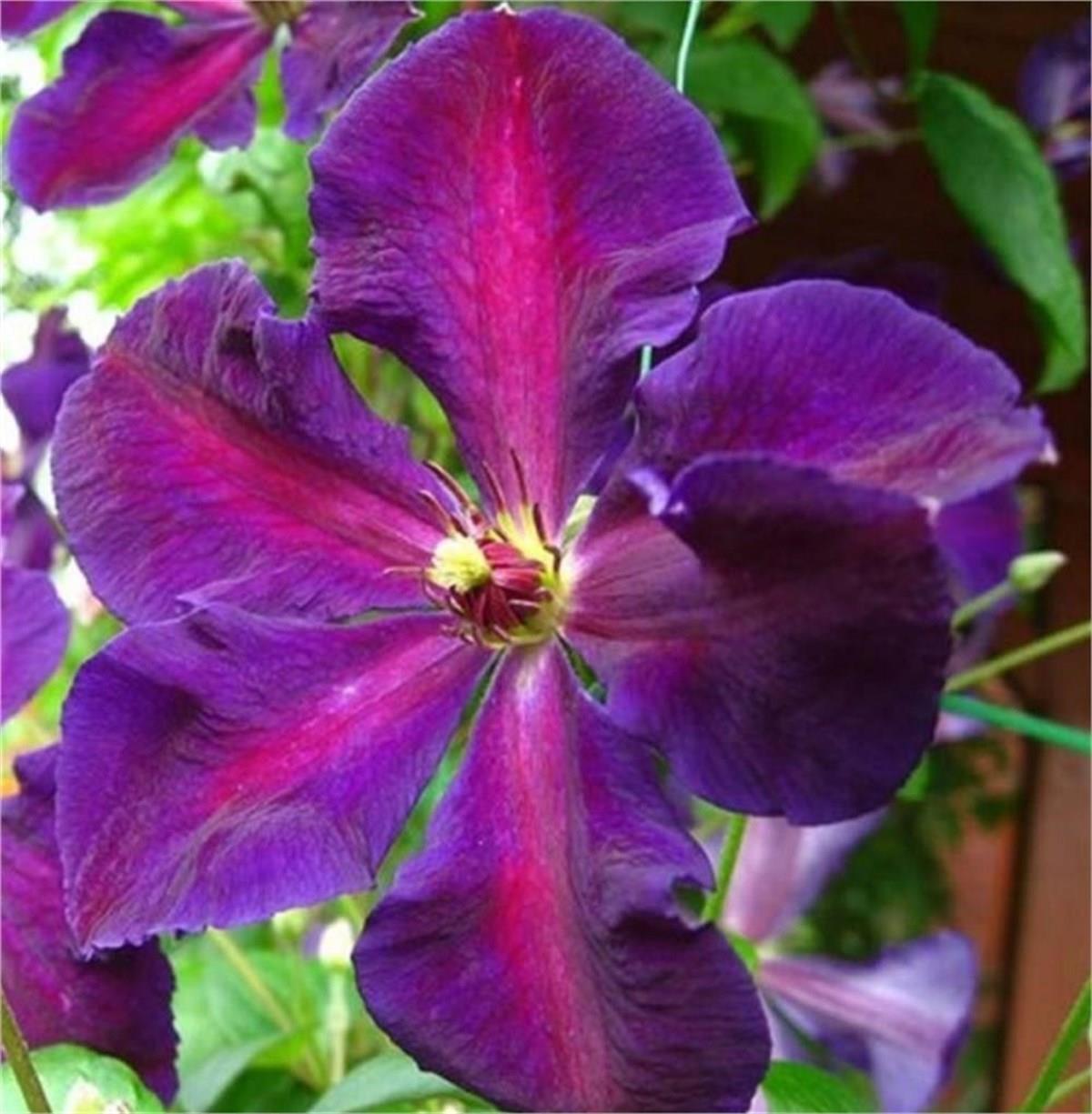Clematis Orman Asması fidanı - Tuchka