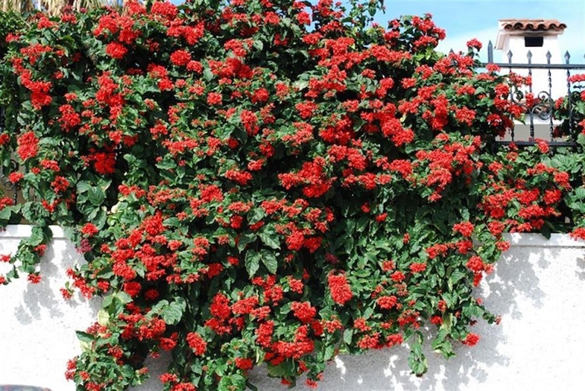 Clerodendrum splendens Sarmaşık Kısmet Ağacı fidanı