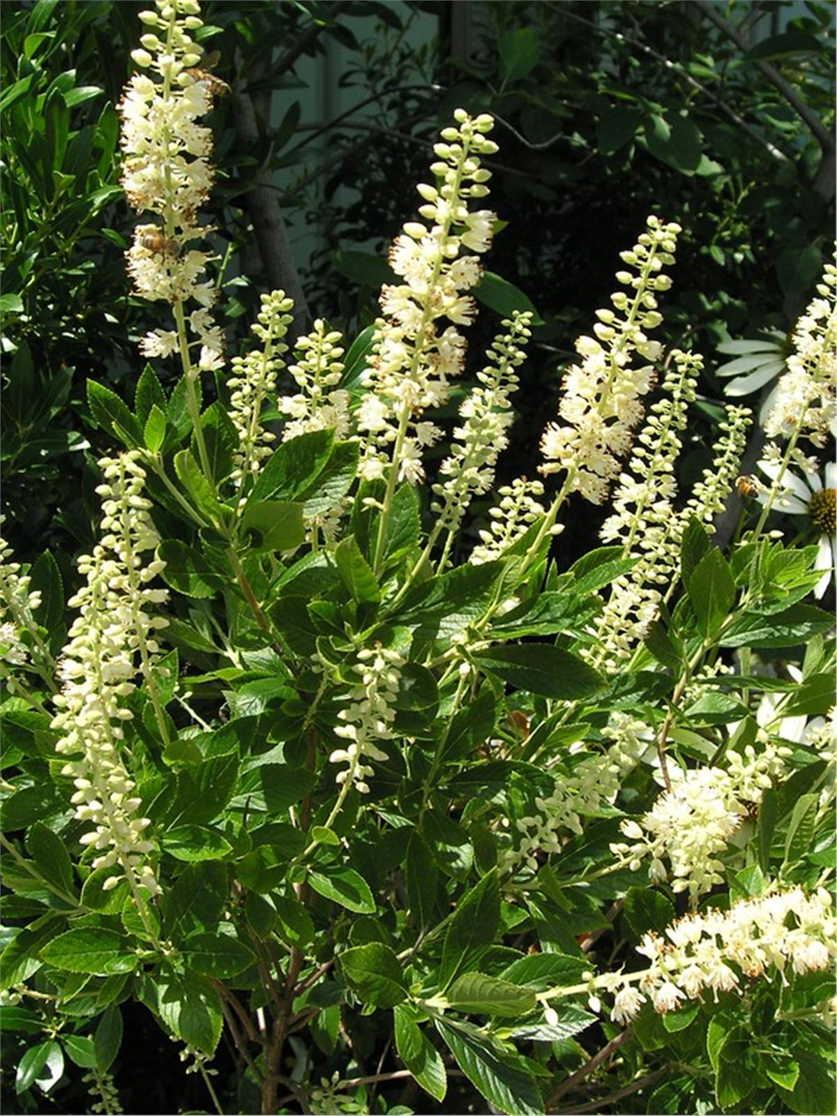 Clethra alnifolia Hummingbird Yaz tatlısı fidanı