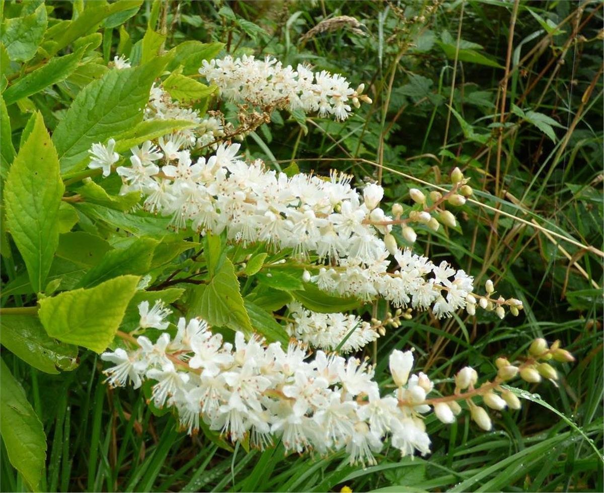 Clethra alnifolia Hummingbird Yaz tatlısı fidanı