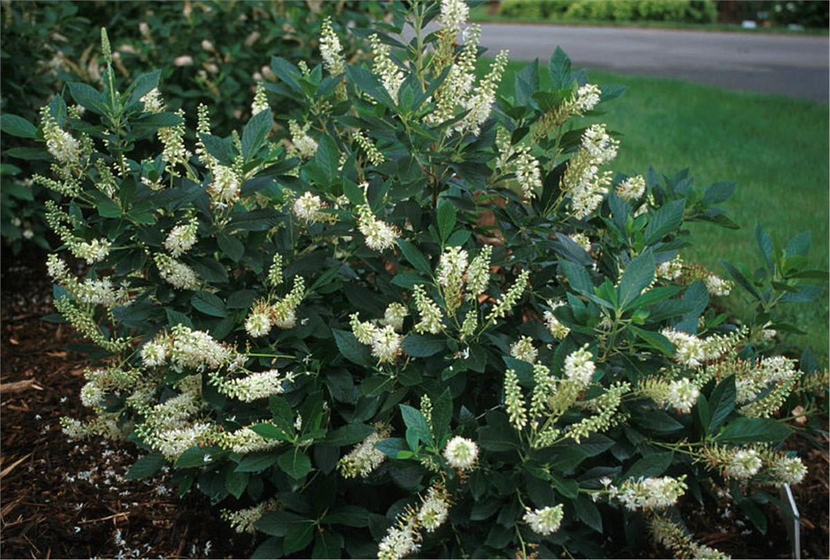 Clethra alnifolia Hummingbird Yaz tatlısı fidanı