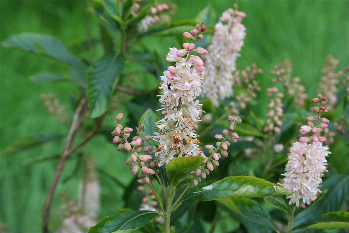 Clethra alnifolia Rosea Yaz tatlısı fidanı