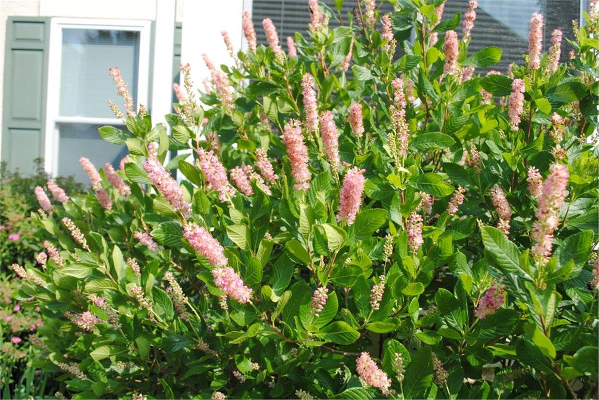 Clethra alnifolia Rosea Yaz tatlısı fidanı