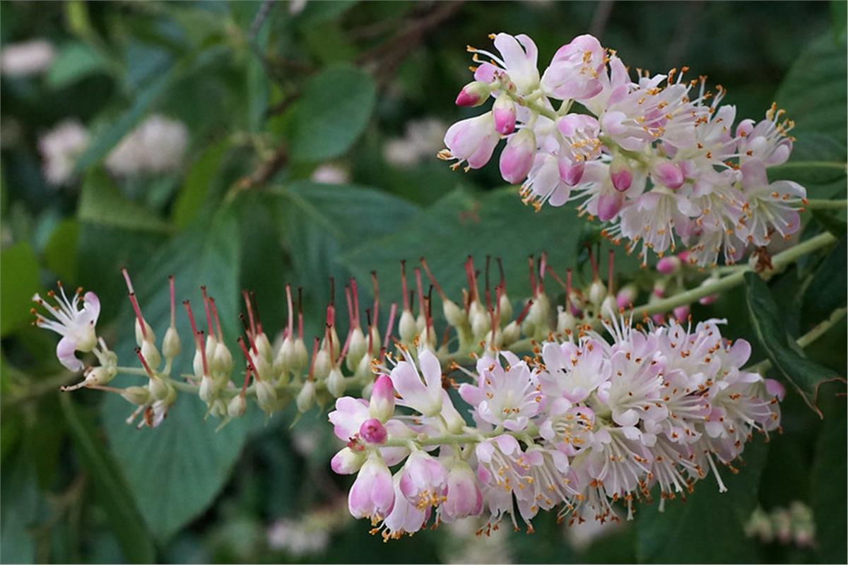 Clethra alnifolia Rosea Yaz tatlısı fidanı