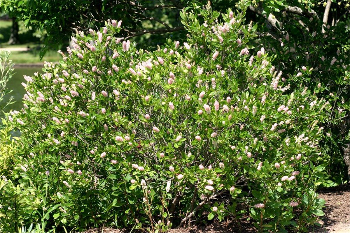 Clethra alnifolia Ruby Spice Yaz tatlısı fidanı