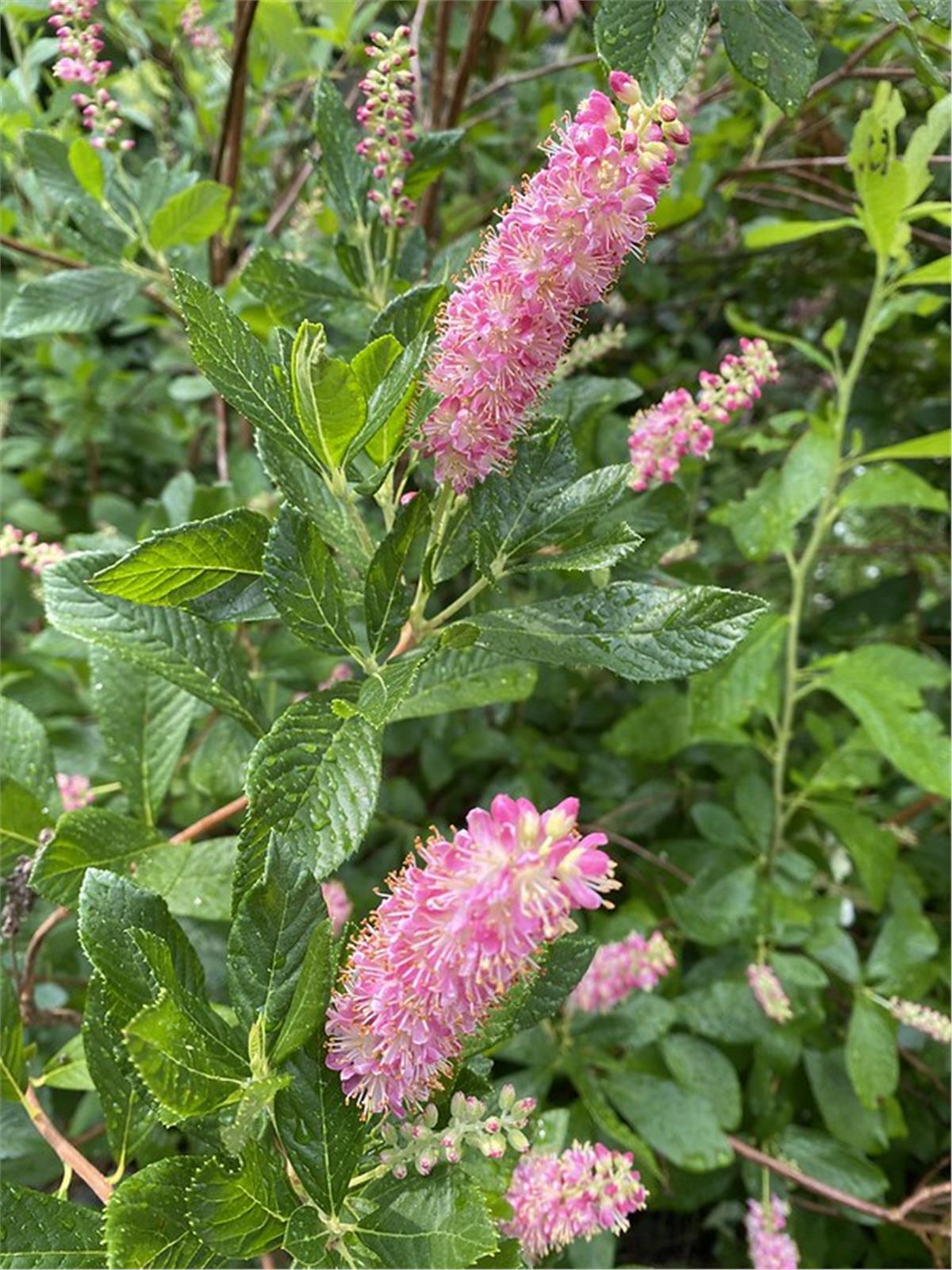 Clethra alnifolia Ruby Spice Yaz tatlısı fidanı