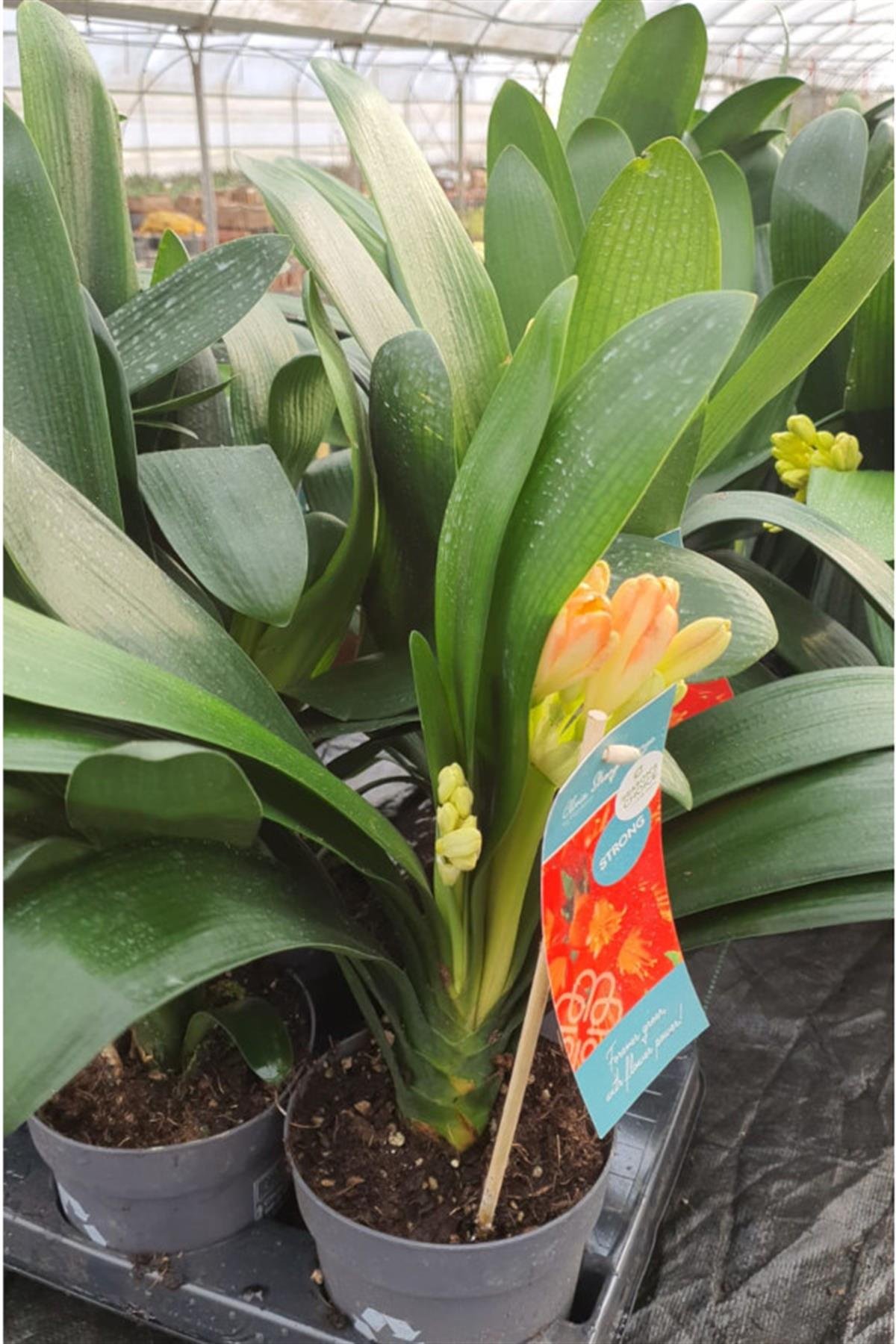 Clivia Miniata Klivya Kafir Zambağı fidesi