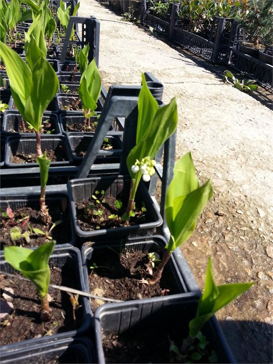 Convallaria majalis Müge çiçeği inci çiçeği fidesi