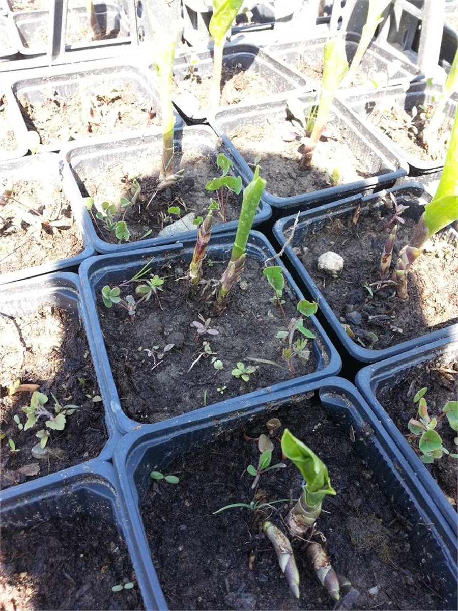 Convallaria majalis Müge çiçeği inci çiçeği fidesi