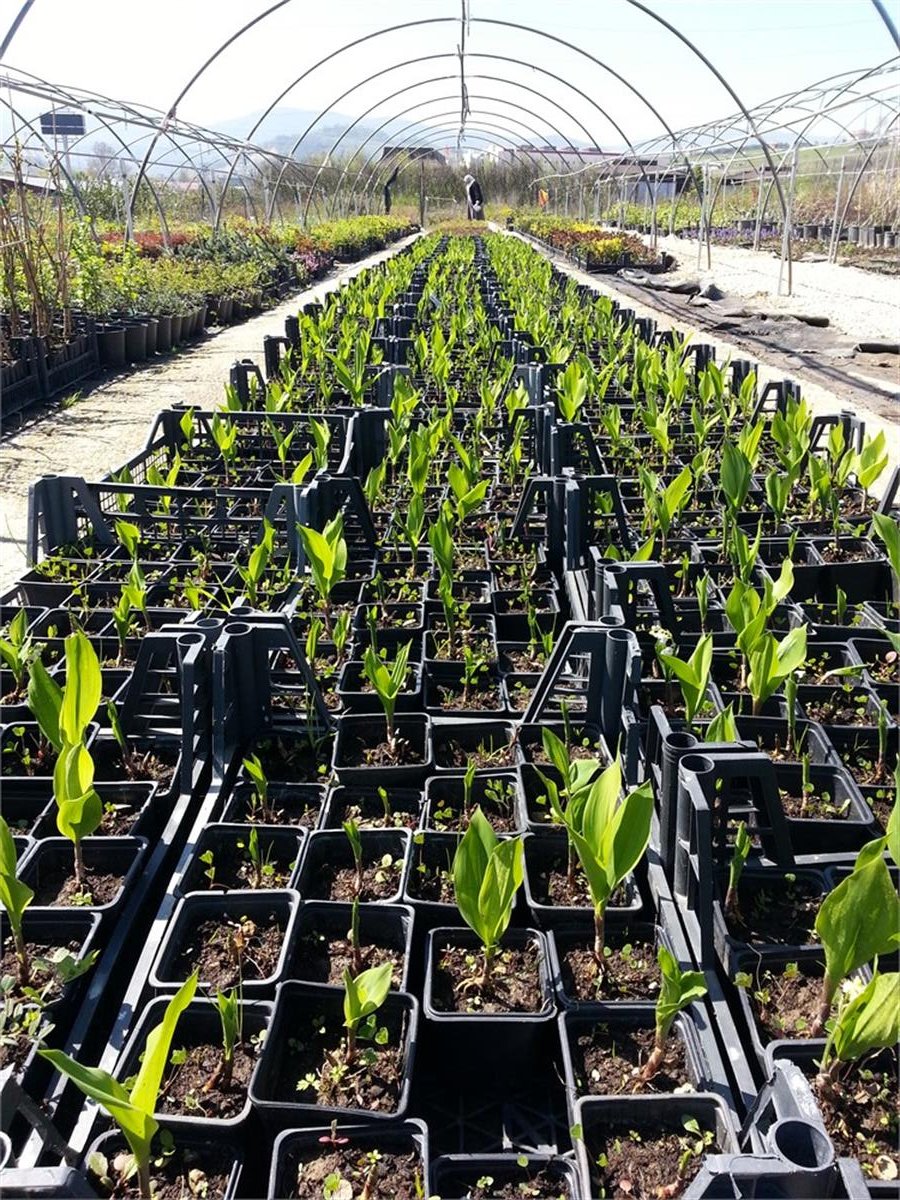 Convallaria majalis Müge çiçeği inci çiçeği fidesi