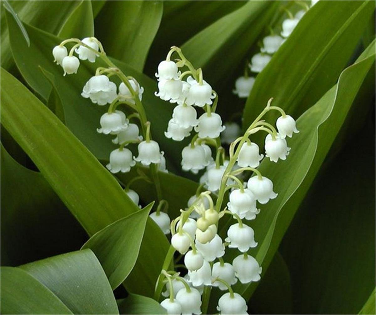 Convallaria majalis Müge çiçeği inci çiçeği fidesi