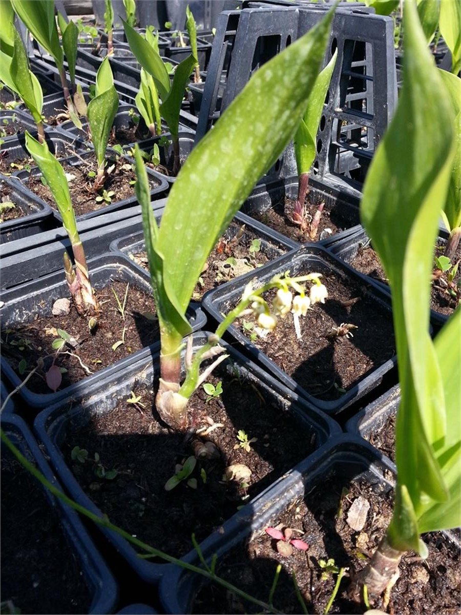 Convallaria majalis Müge çiçeği inci çiçeği fidesi