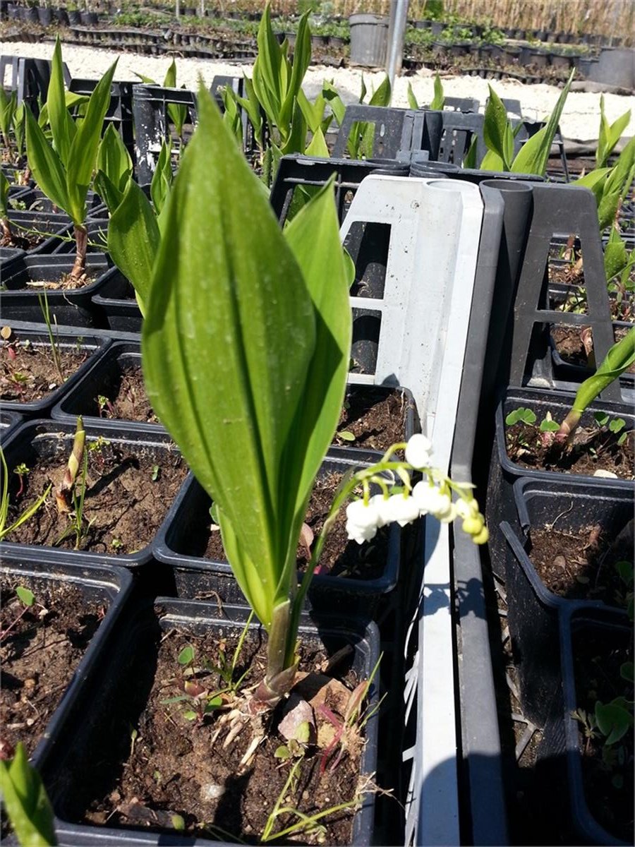 Convallaria majalis Müge çiçeği inci çiçeği fidesi