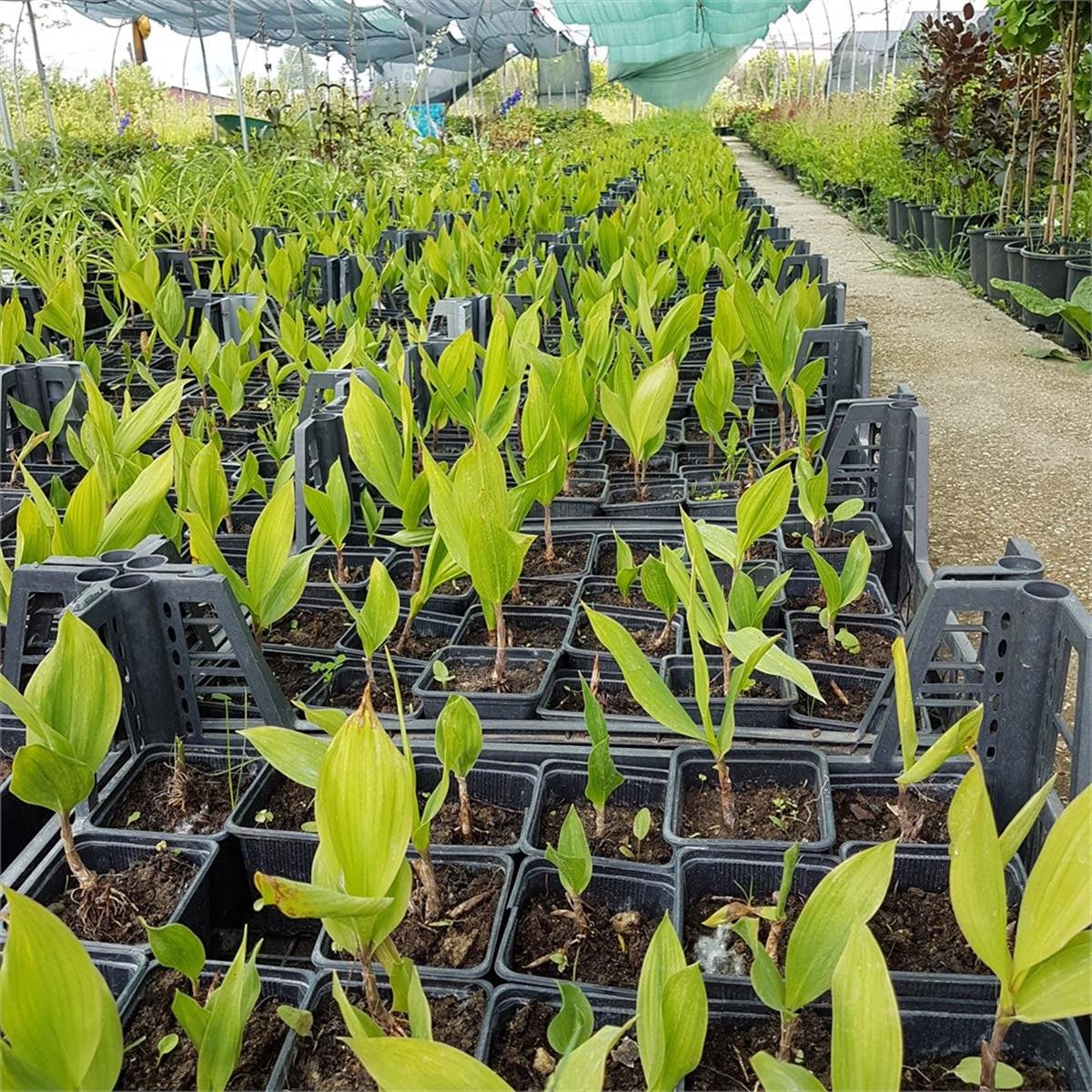 Convallaria majalis Müge çiçeği inci çiçeği fidesi