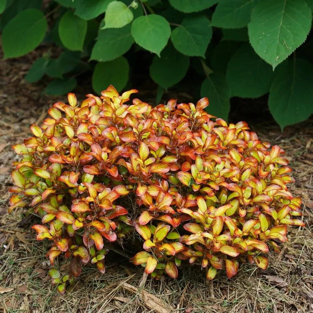 COPROSMA pina colada