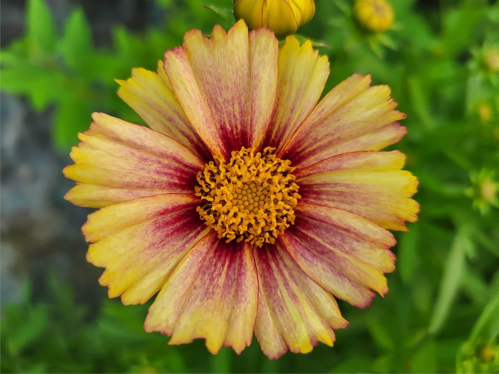 Coreopsis Solanna Sunset Burst Sarı ebruli kızgözü fidesi