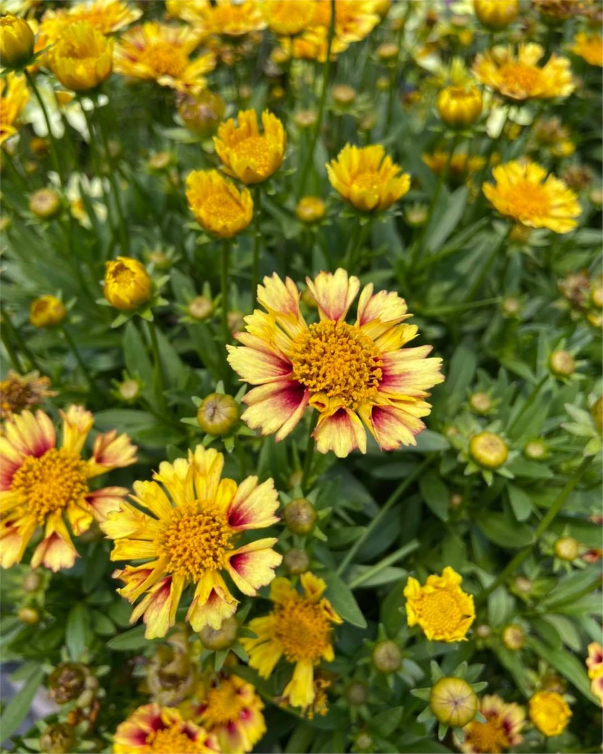 Coreopsis Solanna Sunset Burst Sarı ebruli kızgözü fidesi