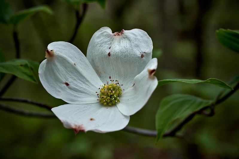 Cornus florida Büyük çiçekli Süs Kızılcık fidanı