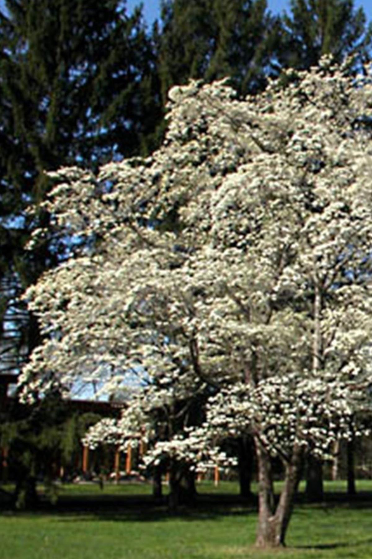 Cornus florida Büyük çiçekli Süs Kızılcık fidanı