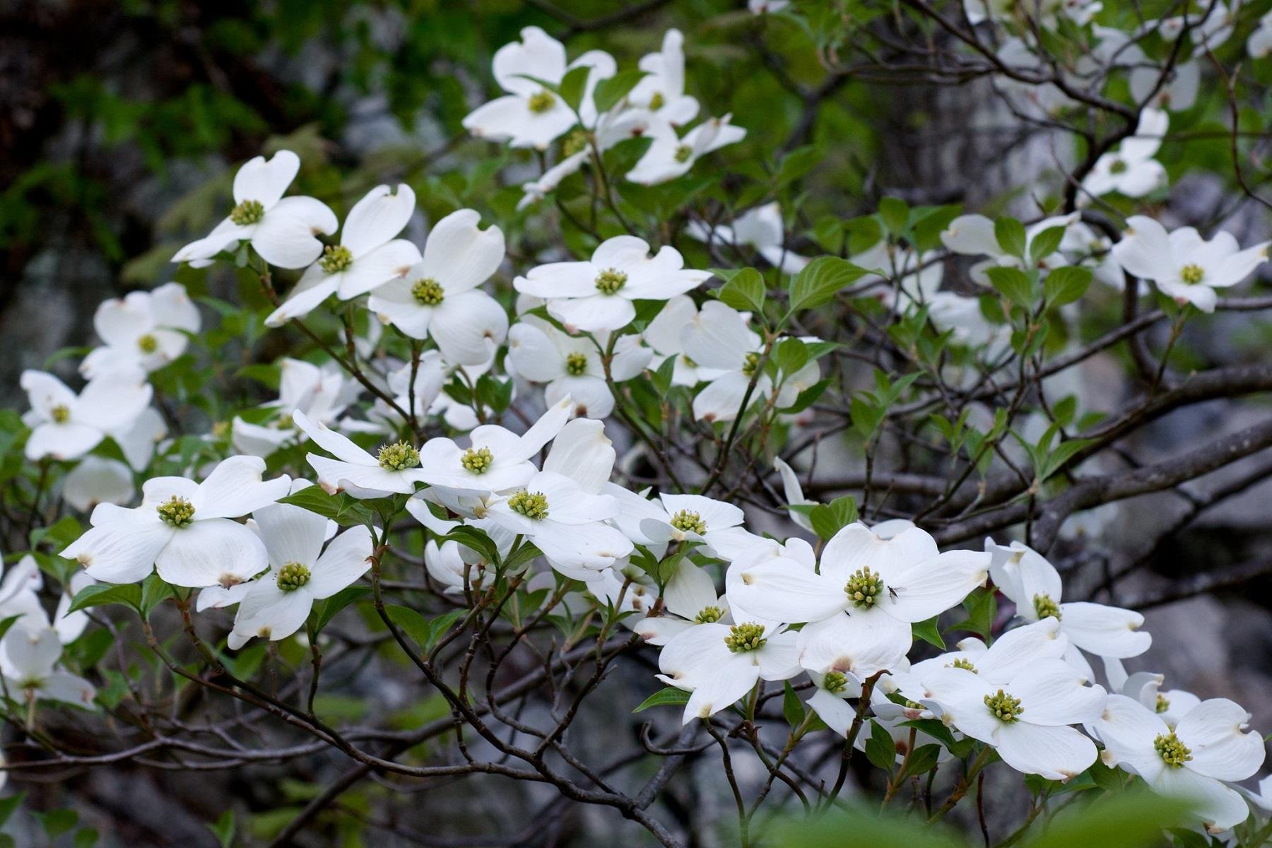 Cornus florida Büyük çiçekli Süs Kızılcık fidanı