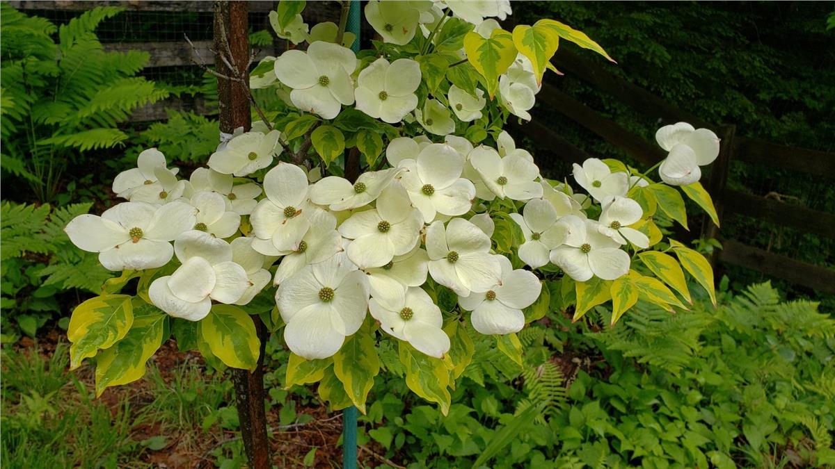 Cornus kousa celestial shadow Kuza Kızılcık fidan