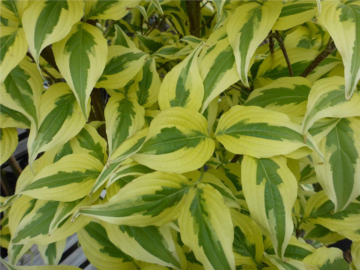 Cornus kousa celestial shadow Kuza Kızılcık fidan