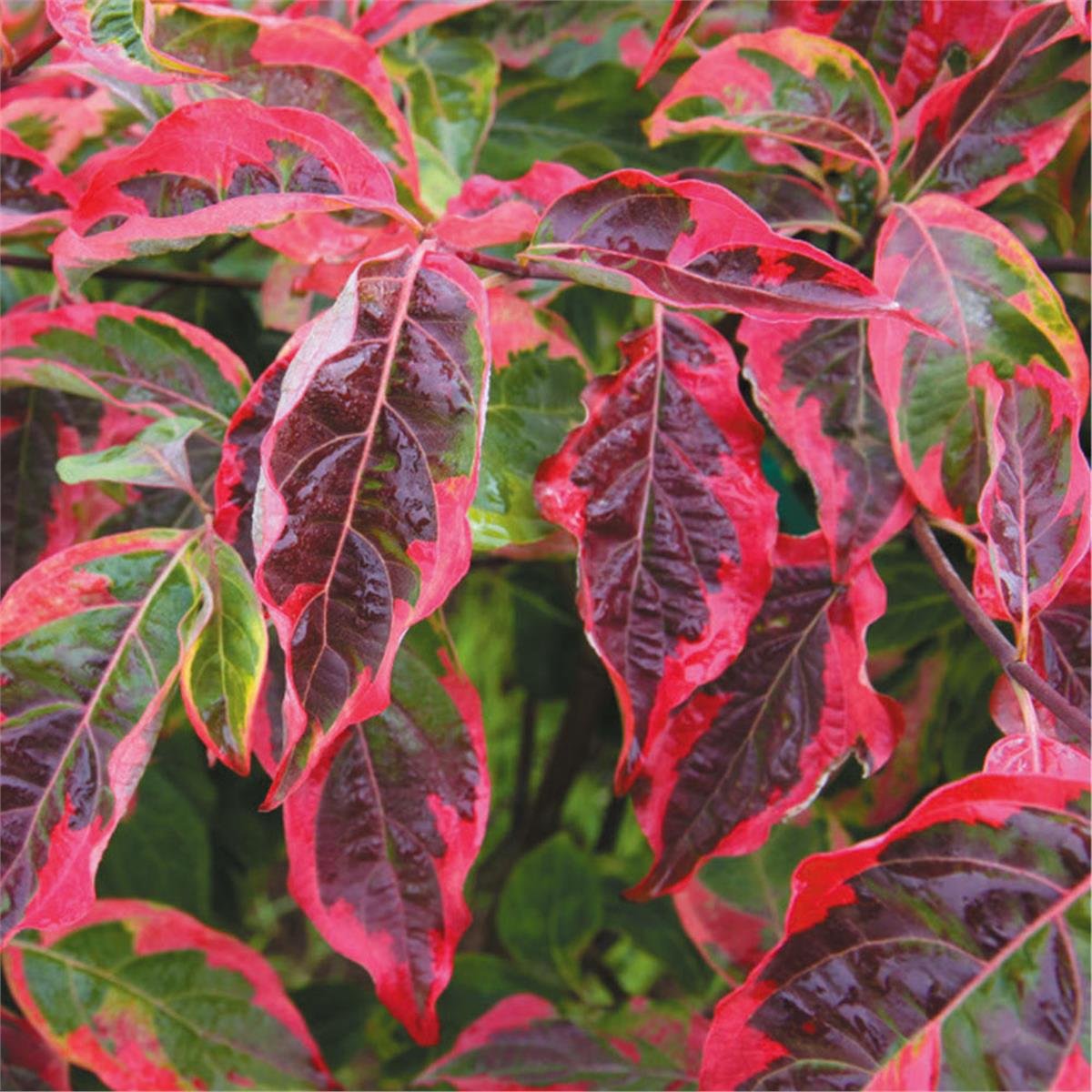 Cornus kousa celestial shadow Kuza Kızılcık fidan