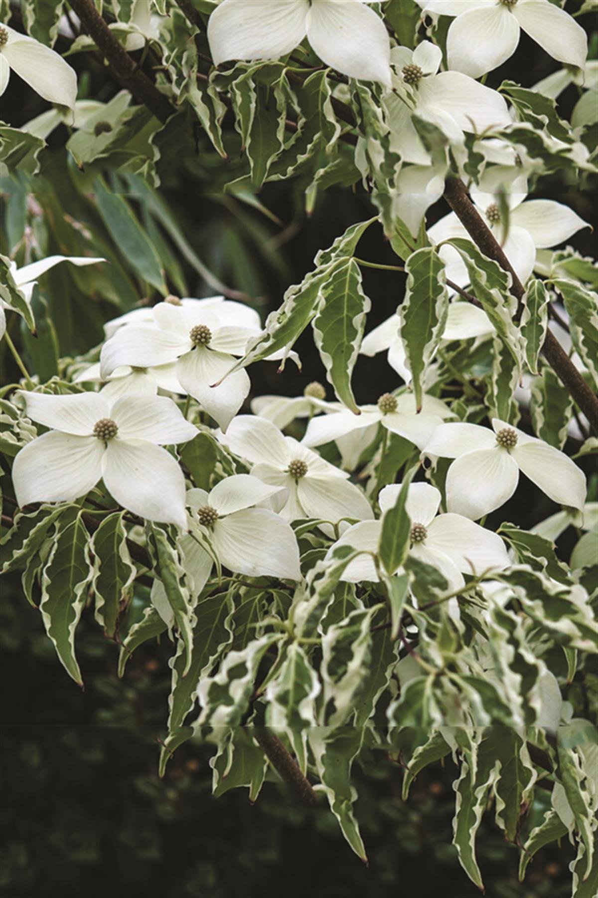 Cornus kousa Kuza Kızılcık fidanı Samzam