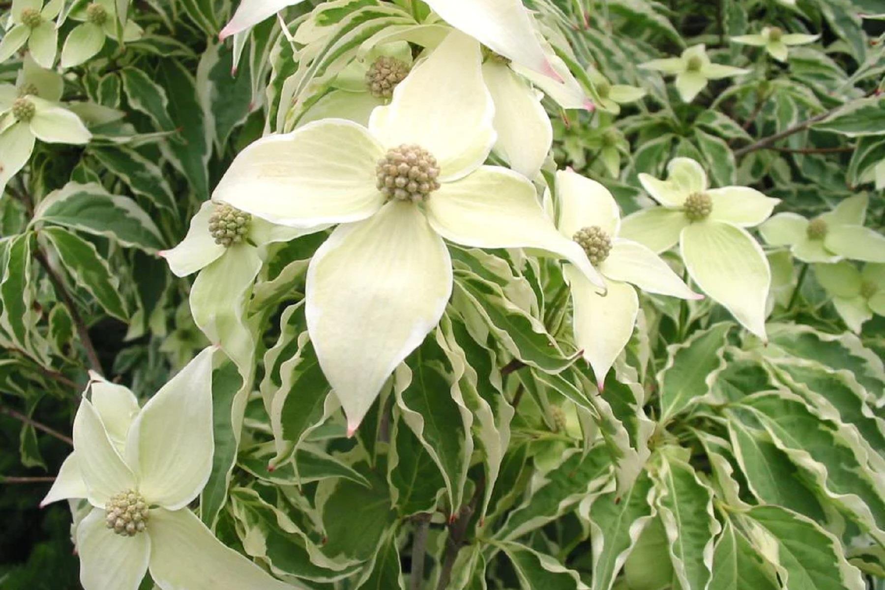 Cornus kousa Kuza Kızılcık fidanı Samzam