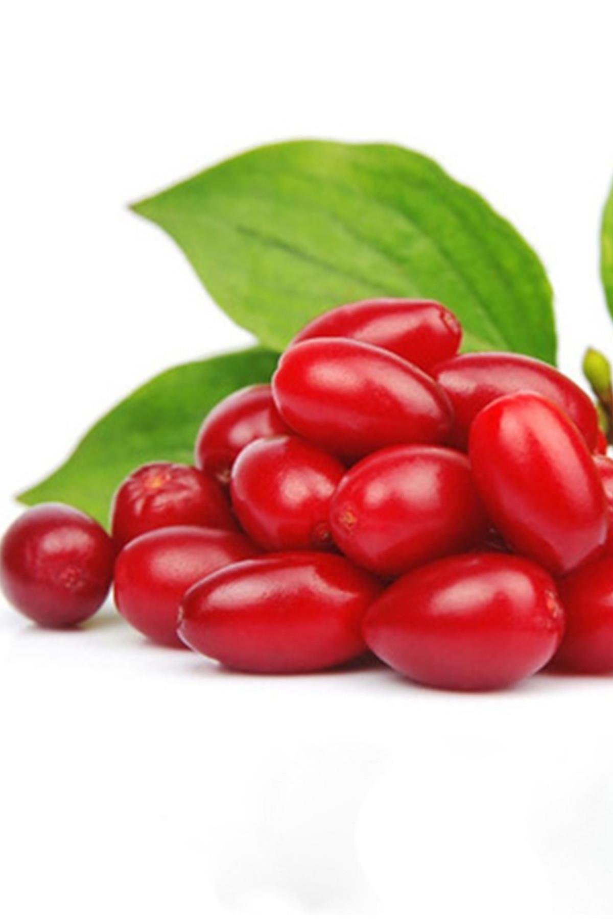 Cornus mas Yalova Aşılı Kızılcık fidanı