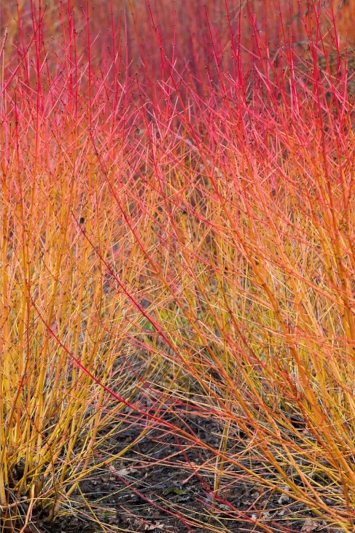 Cornus sang. Magic Flame Kavuniçi Dallı Süs Kızılcık fidanı