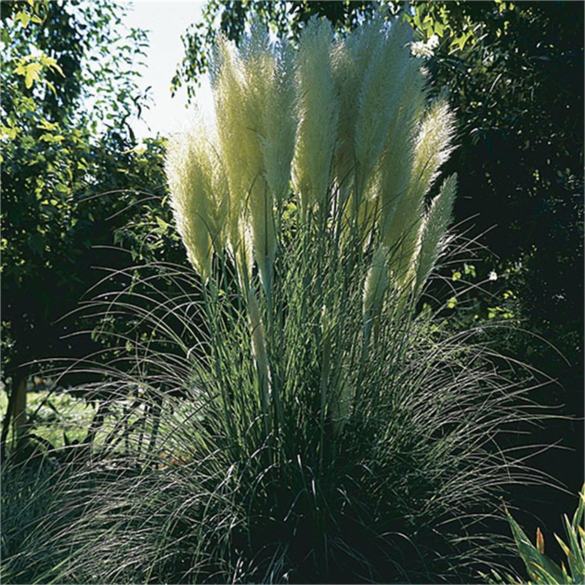 Cortaderia sellona Bataklık Sazı Pampas Otu fidanı