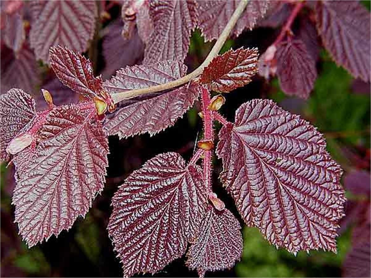 Corylus maxima Purpurea Kırmızı Yapraklı Fındık fidanı