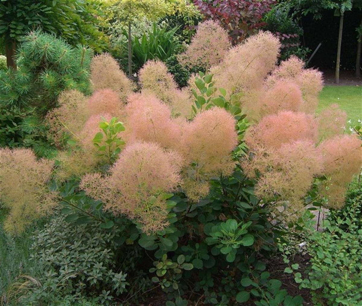 Cotinus cog. Young Lady Duman Ağacı fidanı