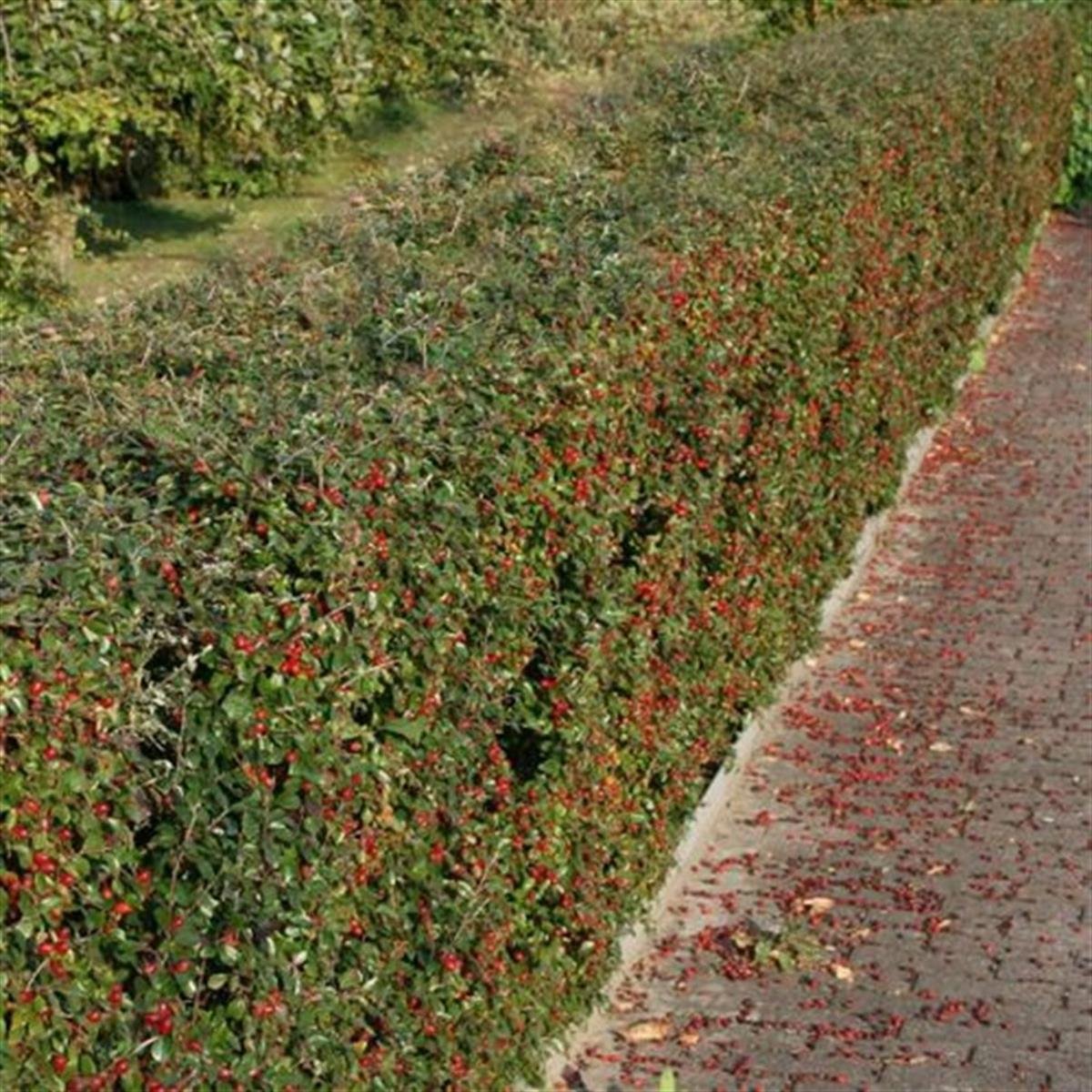 Cotoneaster divaricatus Yayılıcı Kotonaster fidanı