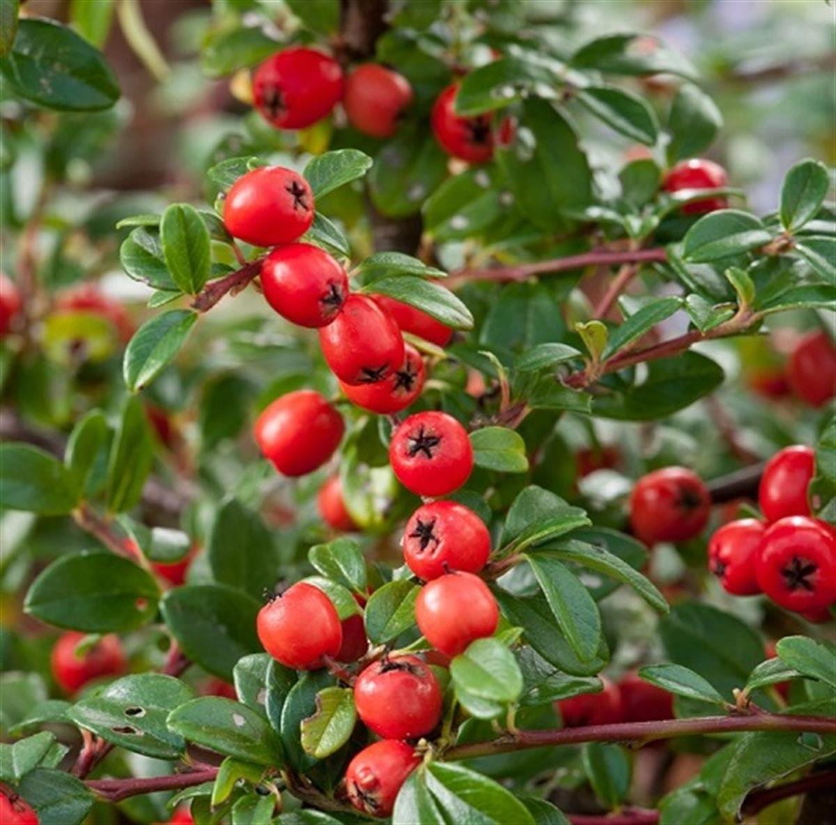 Cotoneaster x suecicus Coral Beauty Kotonaster fidanı