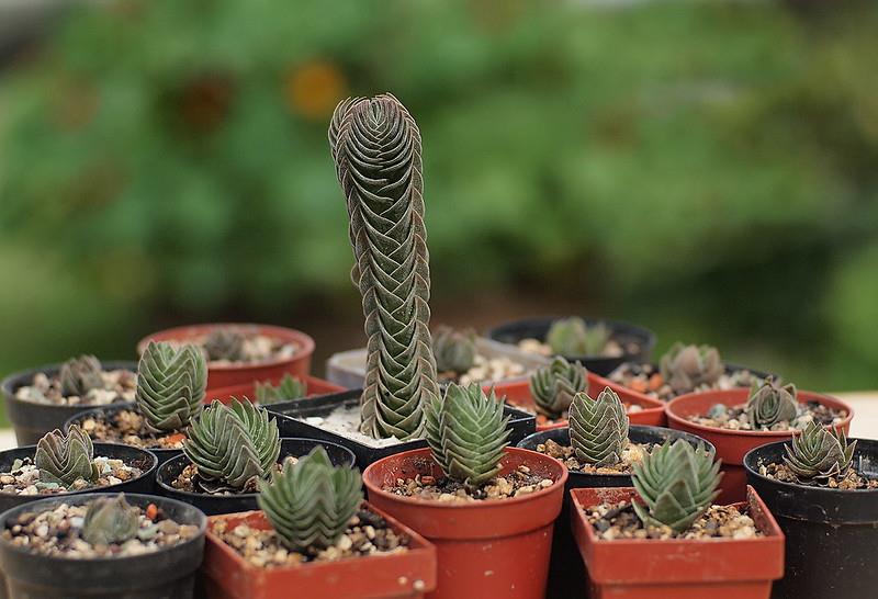 Crassula buddha's temple Buda Tapınağı Sukulenti