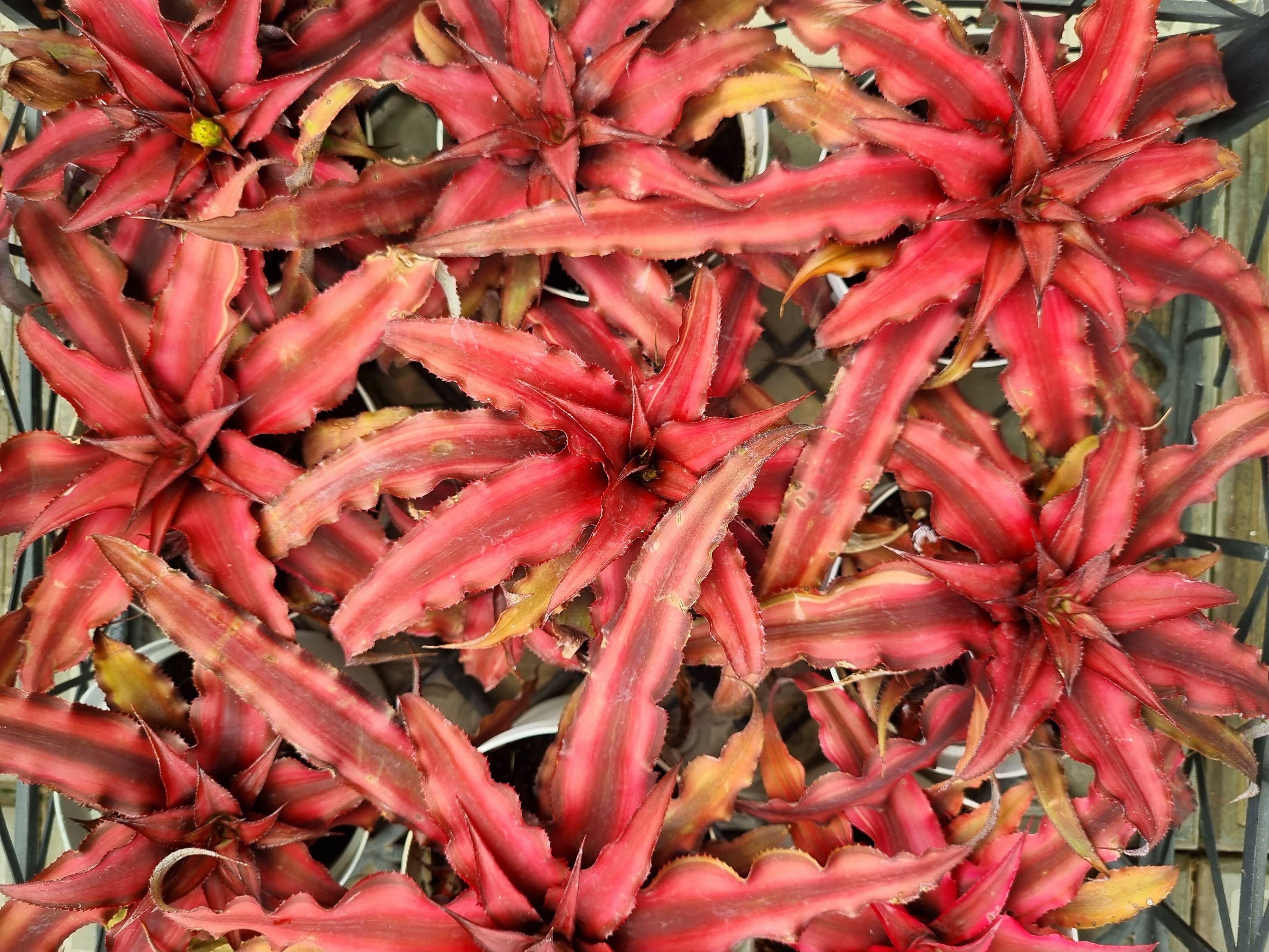 Cryptanthus bivittatus Kırmızı rozet fidesi