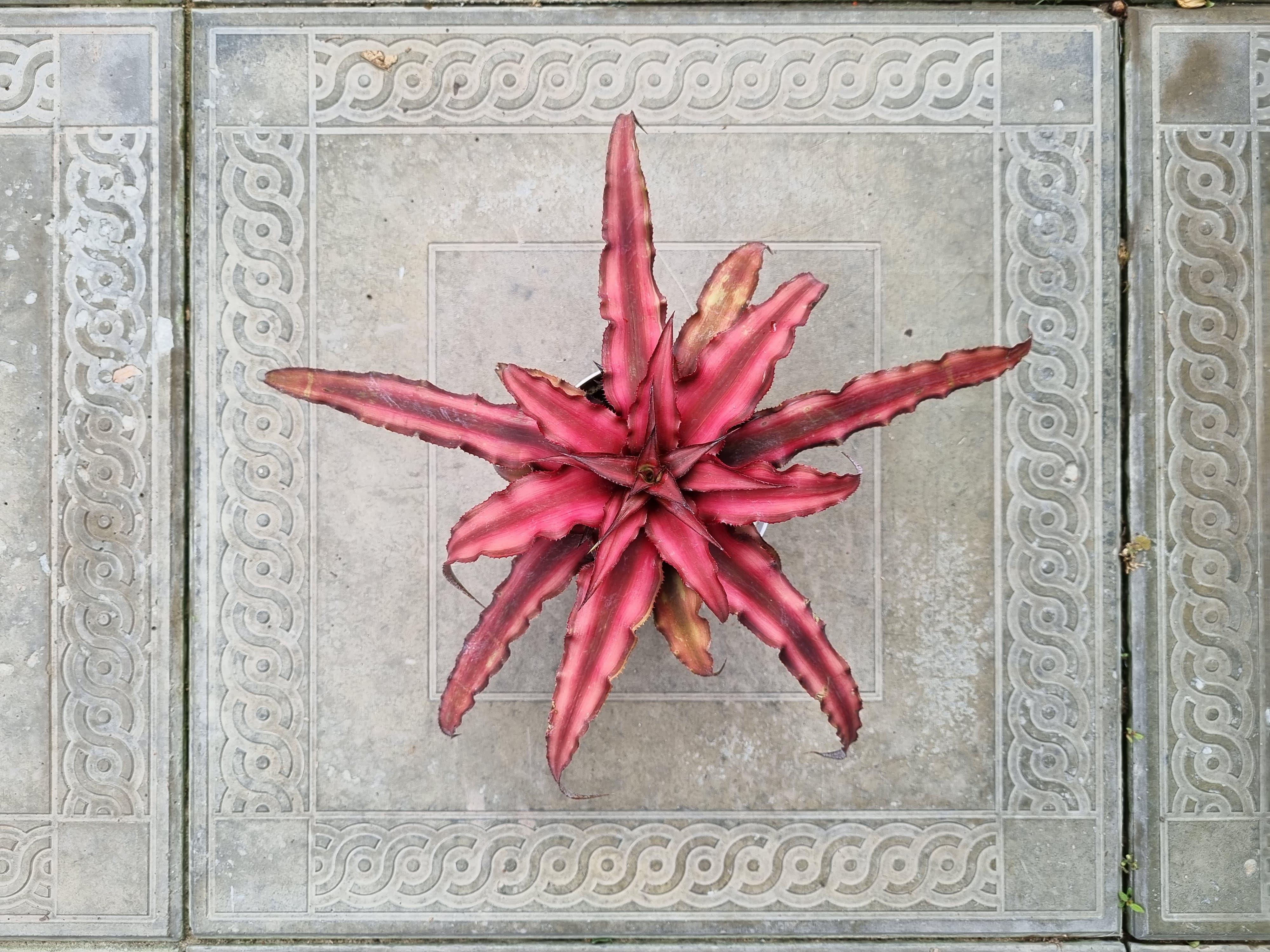 Cryptanthus bivittatus Kırmızı rozet fidesi