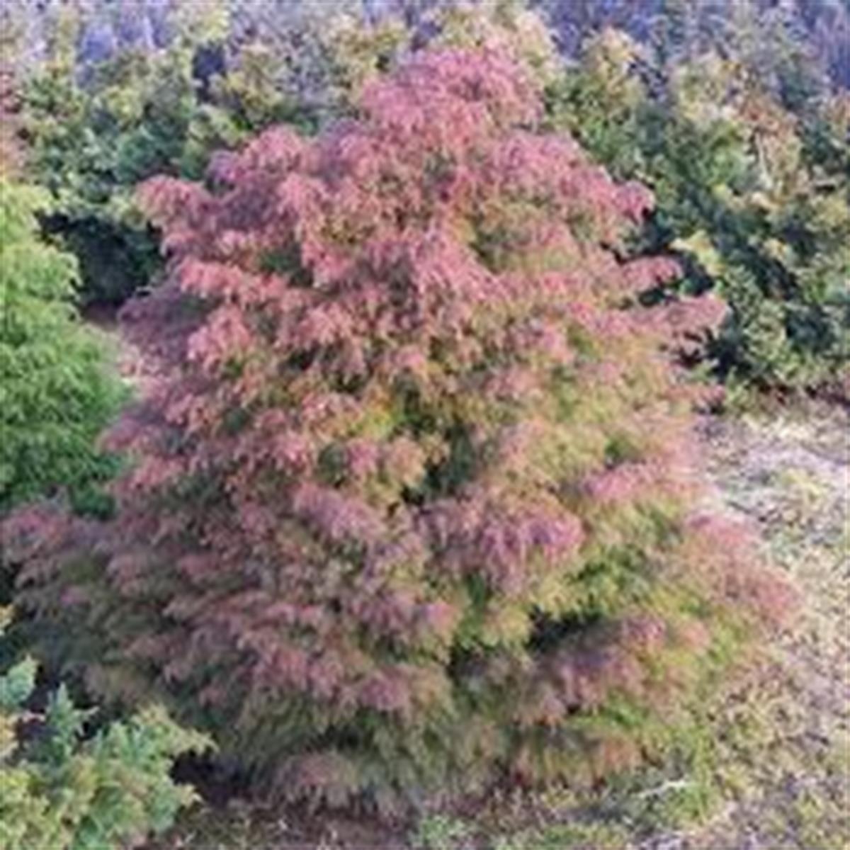 Cryptomeria japonica Japon Kadife Çamı fidanı