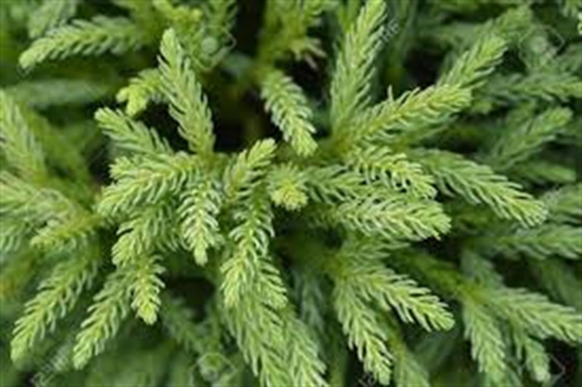 Cryptomeria japonica Japon Kadife Çamı fidanı