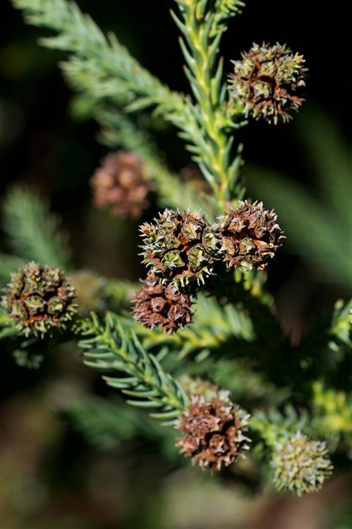 Cryptomeria japonica Japon Kadife Çamı fidanı Araucarioides