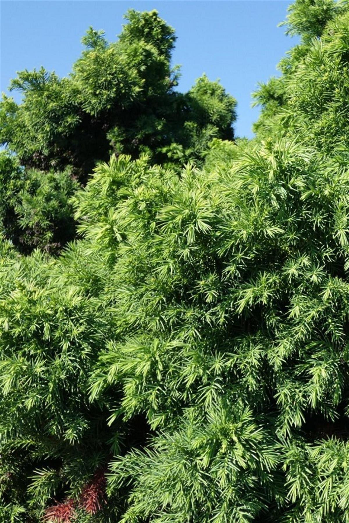 Cryptomeria japonica Japon Kadife Çamı fidanı Monstrosa