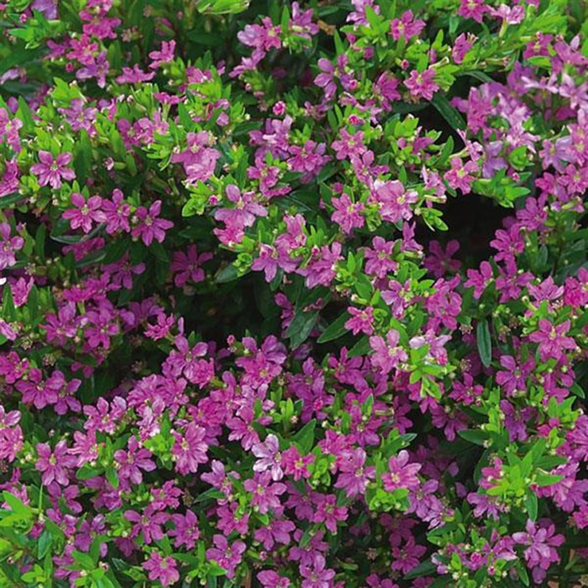 Cuphea hyssopifolia Kufeya Cennet Çiçeği Mor Renkli