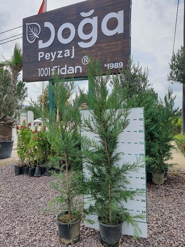 Cupressocyparis leylandii Leylandi fidan